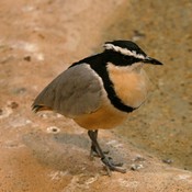 Egyptian Plover